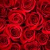 10 Red Roses in Round Bouquet