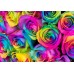 Twenty Rainbow Rose in Vase